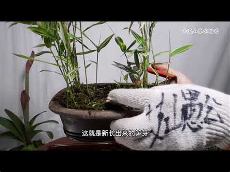 開運竹數量|開運竹照顧秘訣：打造生機勃勃的吉祥植物 